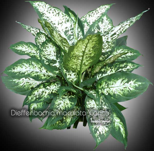 Dieffenbachia - Dieffenbachia maculata 'Carina' - Dumcane
